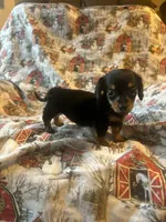 Meg AKC, a female Miniature Dachshund for sale in Lone Grove, OK – Photo 5 of 8