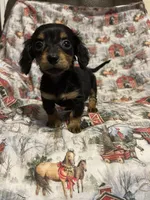 Meg AKC, a female Miniature Dachshund for sale in Lone Grove, OK – Photo 3 of 8