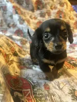 Meg AKC, a female Miniature Dachshund for sale in Lone Grove, OK – Photo 6 of 8