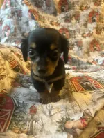 Meg AKC, a female Miniature Dachshund for sale in Lone Grove, OK – Photo 2 of 8