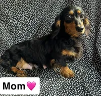 Meg AKC, a female Miniature Dachshund for sale in Lone Grove, OK – Photo 8 of 8