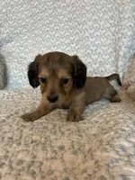 Hailey , a female Miniature Dachshund for sale in Lone Grove, OK – 3 of 5
