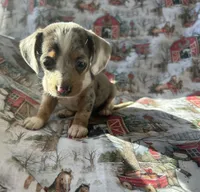 Lainey deposit sent, a female Miniature Dachshund for sale in Lone Grove, OK – Photo 3 of 5