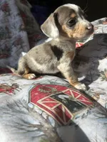 Lainey deposit sent, a female Miniature Dachshund for sale in Lone Grove, OK – Photo 5 of 5