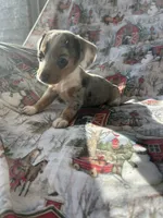 Lainey deposit sent, a female Miniature Dachshund for sale in Lone Grove, OK – Photo 2 of 5