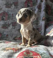 Lainey deposit sent, a female Miniature Dachshund for sale in Lone Grove, OK – Photo 4 of 5
