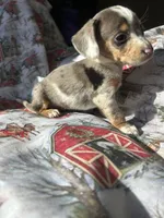 Lainey deposit sent, a female Miniature Dachshund for sale in Lone Grove, OK – Photo 1 of 5