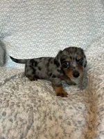 Hudson, a male Miniature Dachshund for sale in Lone Grove, OK – 2 of 6