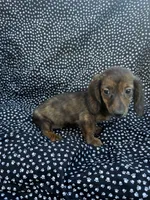Daly, a female Miniature Dachshund for sale in Lone Grove, OK – 5 of 6