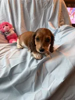 Cale AKC, a male Miniature Dachshund for sale in Lone Grove, OK – 4 of 5