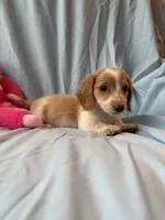 Charlie AKC, a male Miniature Dachshund for sale in Lone Grove, OK – 2 of 6