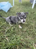 Livi, a female Chihuahua for sale in Lone Grove, OK – 5 of 5