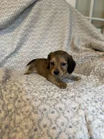 Harper , a female Miniature Dachshund for sale in Lone Grove, OK – 5 of 5
