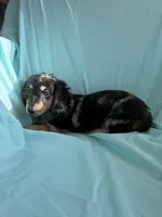 Megs AKC, a female Miniature Dachshund for sale in Lone Grove, OK – 3 of 6