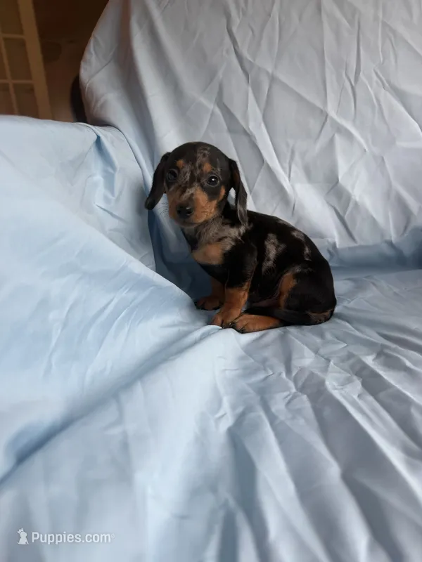 Milo – Miniature Dachshund puppy for sale in Lone Grove, OK