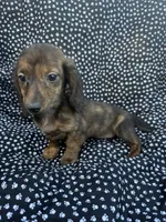 Daly, a female Miniature Dachshund for sale in Lone Grove, OK – 2 of 6