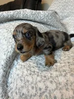 Hudson, a male Miniature Dachshund for sale in Lone Grove, OK – 4 of 6