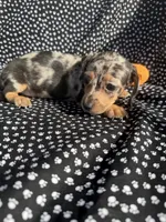 Chloe, a female Miniature Dachshund for sale in Lone Grove, OK – 2 of 6