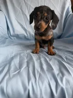 Milo, a male Miniature Dachshund for sale in Lone Grove, OK – 2 of 4