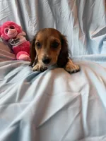 Cale AKC, a male Miniature Dachshund for sale in Lone Grove, OK – 3 of 5
