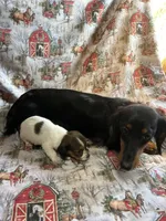 Milly, a female Miniature Dachshund for sale in Lone Grove, OK – Photo 2 of 6