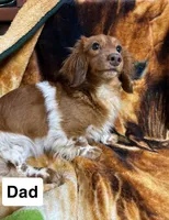 Milly, a female Miniature Dachshund for sale in Lone Grove, OK – Photo 6 of 6