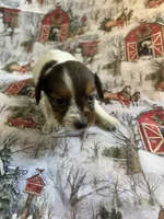 Milly, a female Miniature Dachshund for sale in Lone Grove, OK – Photo 3 of 6