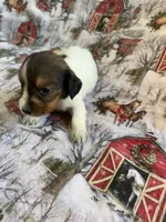 Milly, a female Miniature Dachshund for sale in Lone Grove, OK – Photo 5 of 6