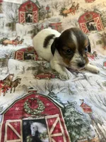 Milly, a female Miniature Dachshund for sale in Lone Grove, OK – Photo 1 of 6