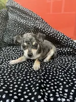 Livi, a female Chihuahua for sale in Lone Grove, OK – 3 of 5