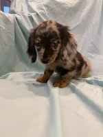 Mady AKC, a female Miniature Dachshund for sale in Lone Grove, OK – 3 of 8