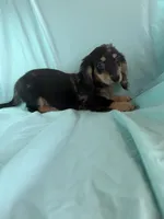 Megs AKC, a female Miniature Dachshund for sale in Lone Grove, OK – 2 of 6