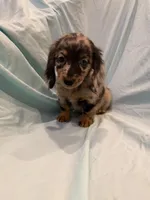 Mady AKC, a female Miniature Dachshund for sale in Lone Grove, OK – 5 of 8