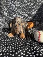 Chloe, a female Miniature Dachshund for sale in Lone Grove, OK – 4 of 6