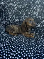 Daly, a female Miniature Dachshund for sale in Lone Grove, OK – 4 of 6