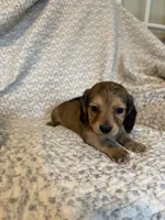 Harper , a female Miniature Dachshund for sale in Lone Grove, OK – 4 of 5