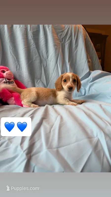 Charlie AKC – Miniature Dachshund puppy for sale in Lone Grove, OK