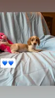 Charlie AKC, a male Miniature Dachshund for sale in Lone Grove, OK – 1 of 6
