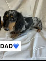 Megs AKC, a female Miniature Dachshund for sale in Lone Grove, OK – 5 of 6