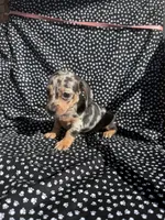 Cassie, a female Miniature Dachshund for sale in Lone Grove, OK – 4 of 6