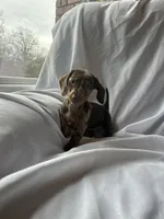 Millie, a female Miniature Dachshund for sale in Lone Grove, OK – Photo 4 of 5