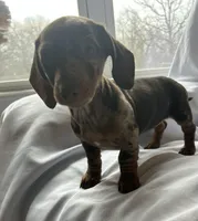 Millie, a female Miniature Dachshund for sale in Lone Grove, OK – Photo 2 of 5