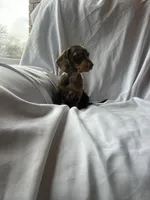 Millie, a female Miniature Dachshund for sale in Lone Grove, OK – Photo 3 of 5