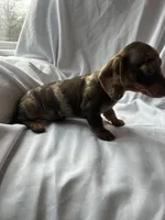 Millie, a female Miniature Dachshund for sale in Lone Grove, OK – Photo 5 of 5