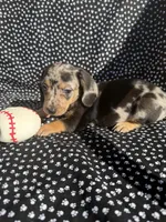 Chloe, a female Miniature Dachshund for sale in Lone Grove, OK – 3 of 6