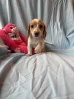 Charlie AKC, a male Miniature Dachshund for sale in Lone Grove, OK – 5 of 6