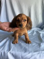 Bailey , a female Miniature Dachshund for sale in Lone Grove, OK – 3 of 3