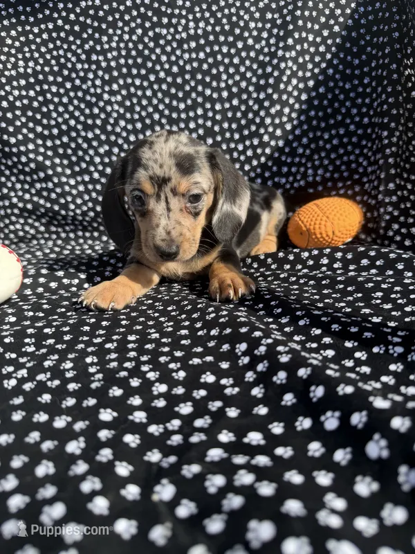 Chloe – Miniature Dachshund puppy for sale in Lone Grove, OK