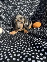 Chloe, a female Miniature Dachshund for sale in Lone Grove, OK – 1 of 6