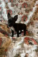 Elle pending, a female Chihuahua for sale in Lone Grove, OK – Photo 3 of 5